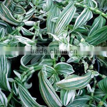 Tradescantia fluminensis quick silver Tradescanthia Thin Striped