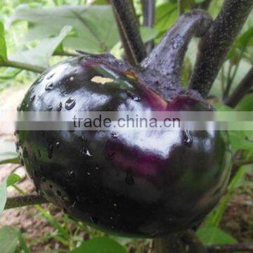 HE16 Youxian round black OP eggplant seed