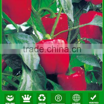 SP08 Hongxing no.2 quality bell pepper seeds, red sweet pepper seeds for sale