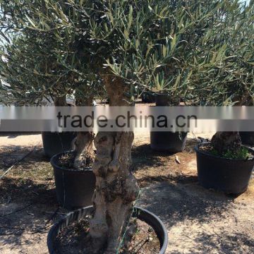 Olive tree "Lechin"- Olea Europaea "Lechin"