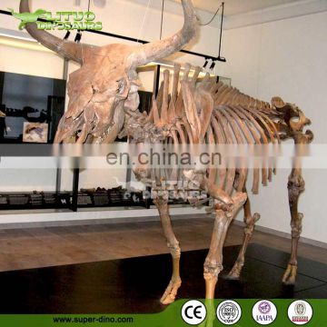 Museum Exhibtion Life Size Animal Skeleton