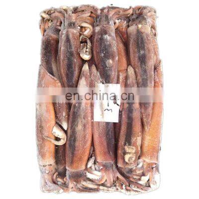 frozen illex squid 100-300g 300-400g