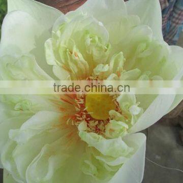 White Color fresh Cut Lotus Flower Manufacturer in India