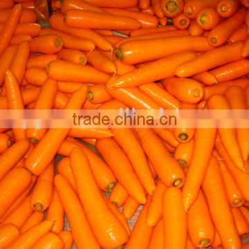 good taste and seasonal carrot