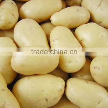2014 new crop potato with long shape, round shape