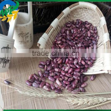 2015 Purple Speckled Kidney Beans