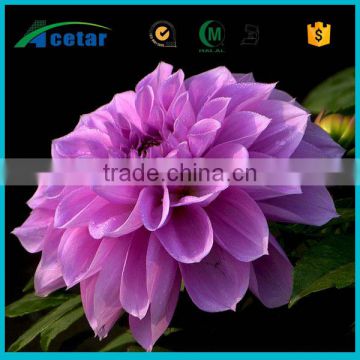 free samples passiflora incarnata extract plants for sale