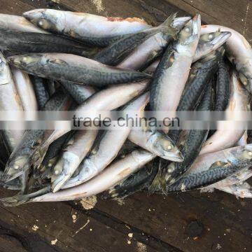 SeaFrozen pacific mackerel 2016 NEW SCOMBER JAPONICUS 200-300g