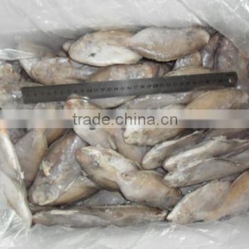 Frozen butterfish in fresh seafood (POMPANO) 80-100g