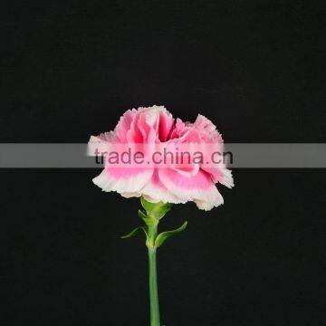 Color smilling face colorful single carnation