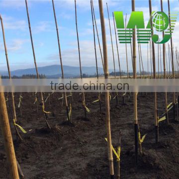 wy-z020 plastic coated bamboo pole