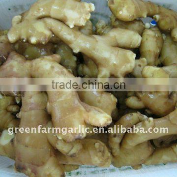Supplying 2011 Yellow Color Fresh Fat Ginger