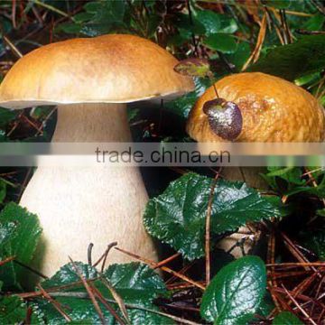 Maitake Mushroom P.E.