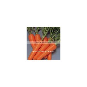 2011 crop fresh carrot