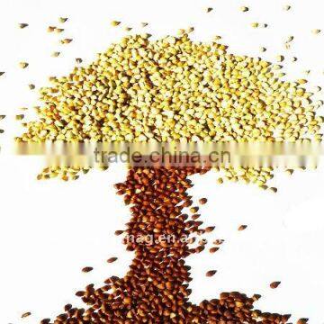 organic buckwheat kernel