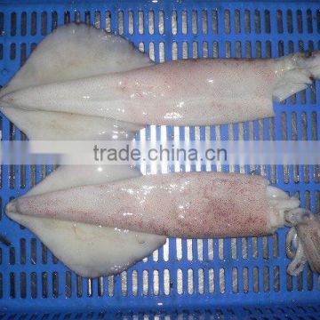 Frozen Squid Whole ( Loligo, Semi Needle, Needle)