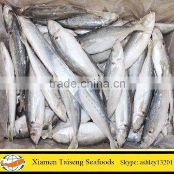 Frozen Fish Round Scad with Grade A Quality