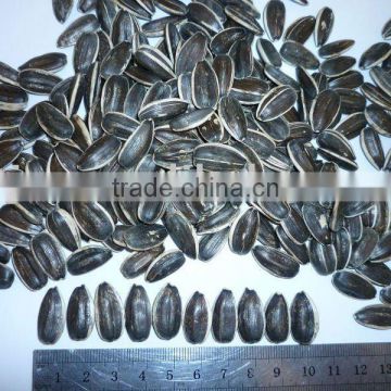 new crop sunflower seeds in shell