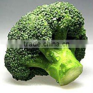 Chinese Fresh Green Broccoli