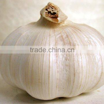 import china garlic