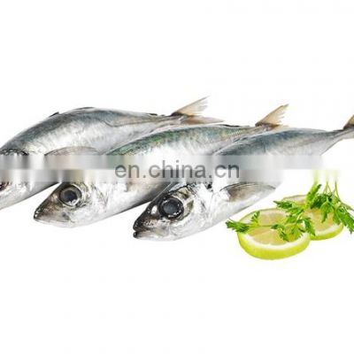 BQF frozen round scad fish layang scad decapterus macrosoma muroaji fish bait