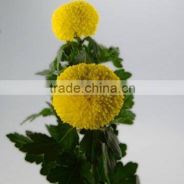 Factory new products fresh flower importers chrysanthemum