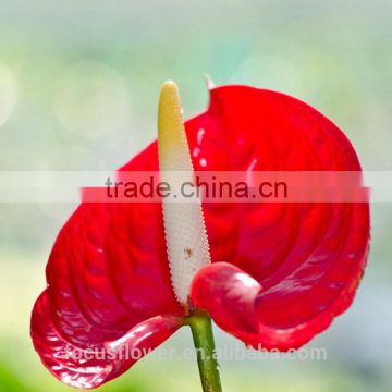 hot fashion anthurium flowers cut flower from yunnan