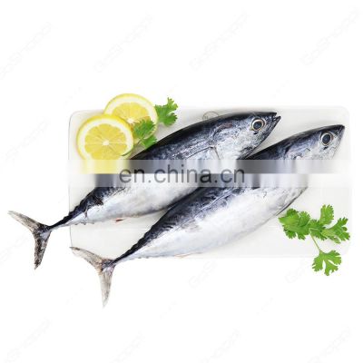 frigate tuna fish bullet tuna frozen frigate mackerel bullet mackerel