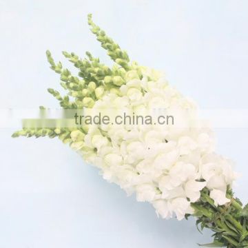 Alibaba china crazy selling flower antirrhinum majus seeds for sowing