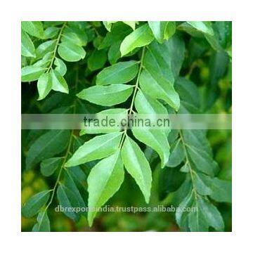 Curry Leaf Extract (Co2)