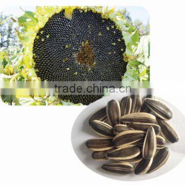 3039 high resistance sunflower seeds for planting