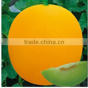 Hybrid green flesh melon seeds For Growing-Mei Yu Wang