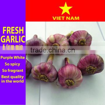 Fresh Garlic high quality