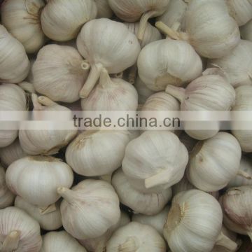 Pure White Garlic 5cm
