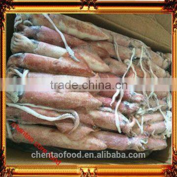 wholesale squid loligo seafood loligo chinesis