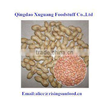 BRC Food Certificated monkey nuts from Shandong manufacturer