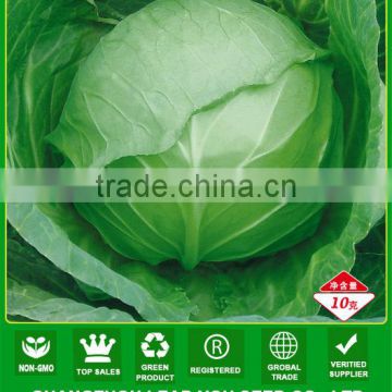 AC541 Qingfeng 60 days maturity round cabbage seeds asian vegetable seeds