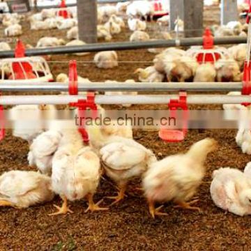Poultry Chain Feeding System/Poultry Feeding System Manufactuer In China