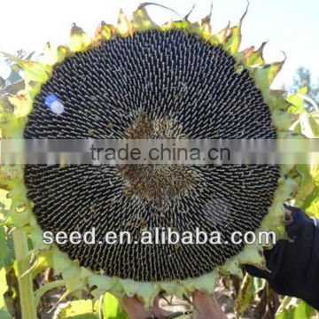 1324 Hebei Shuangxing Sunflower Seed