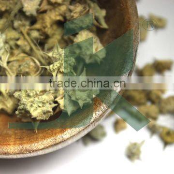 TRIBULUS TERRESTERIS EXTRACT