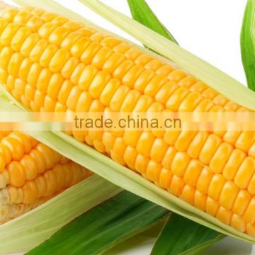 Yellow maize at low price and best quality
