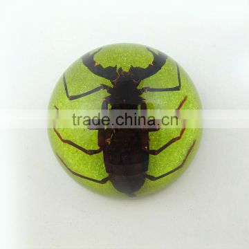 2016 new latest design novel wholesale funny paperweight with real insect