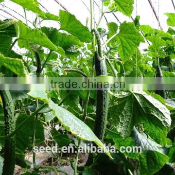 new-bred cucumber hybrid seeds SXC No.1