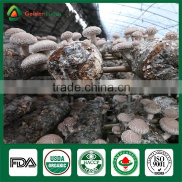 Artificial Cultivation Mushroom,Bulk Dried Shiitake Mushrooms,Medical Mushroom