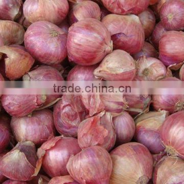 Red Onion Pakistan
