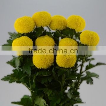 Excellent quality new arrival chrysanthemum king