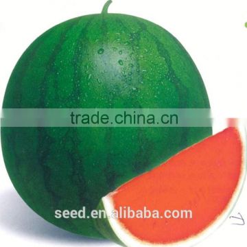 TAW round seedless watermelon seeds for planting