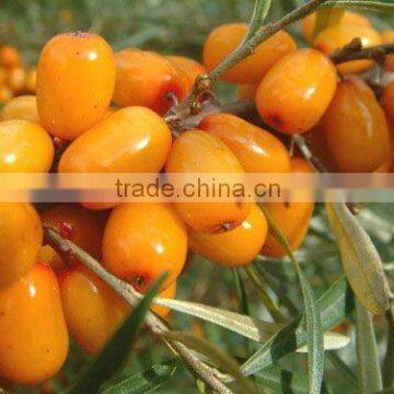 Seabuckthorn Powder