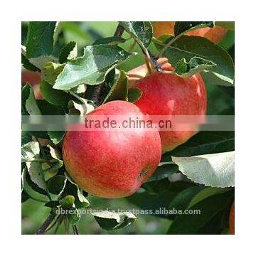 Apple Seed Oil (Cold Press)