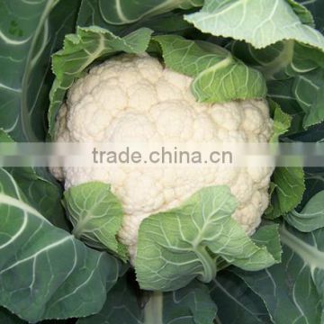 HCF14 Seren F1 hybrid cauliflower seeds